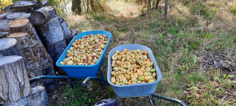 Appelsap en de&nbsp;rest