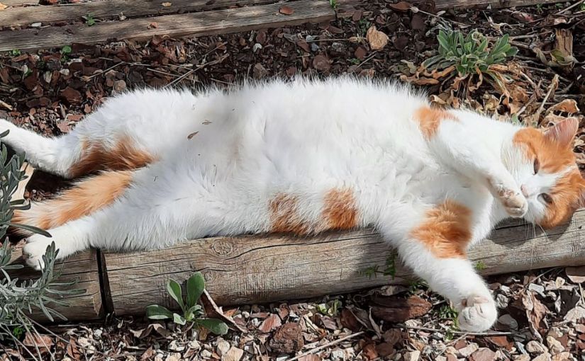 Een jaar vol emotie&nbsp;voorbij